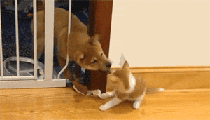 姑娘|搞笑GIF: 下雨了,赶紧回家收衣服了