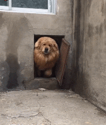 这是|搞笑GIF动图：那一天，他开心的像个孩子