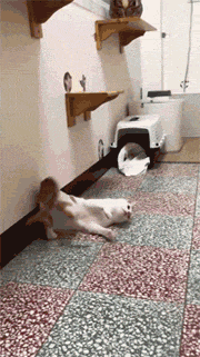 分分钟|搞笑GIF:跳伞分分钟拍成大片了