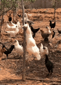 野蛮|搞笑GIF趣图：哥们，你这样野蛮的救人方法，是救不活人的！