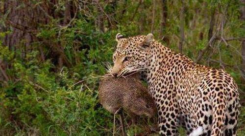 花豹盯上只巨大老鼠简直让人不敢相信