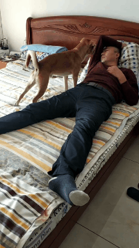 妹子|搞笑GIF:你们认为是这狗的错还是人的错