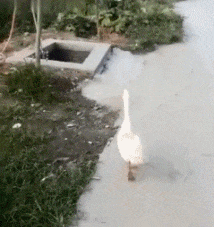 皮都|搞笑GIF：一直以来我都以为，饺子皮都是擀出来的