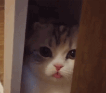 淡定|搞笑图文，最适合做老婆的三种女人