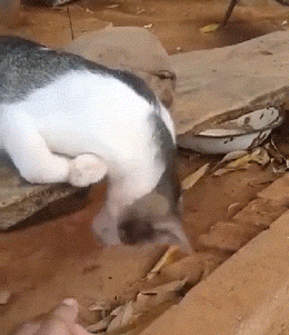 厉害|GIF搞笑趣图:我是让给你玩的,你干什么?一直欺负他!