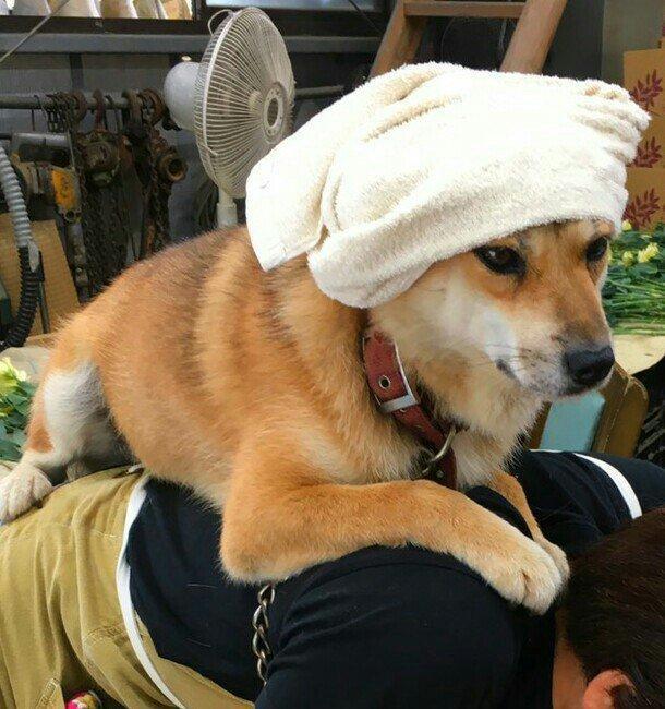 花园|要搬杂草去倒掉却抬不起来,低头一看差点笑死,当大爷柴超可爱!