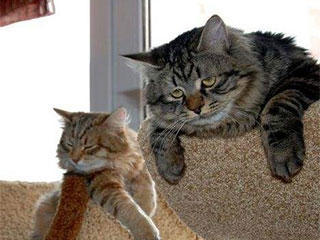 爸爸|搞笑GIF: 不服？我给过你机会的呀