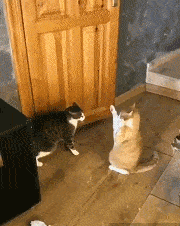 姥姥|搞笑gif趣图：天呐，太想要这个！！小宝贝的表情亮了