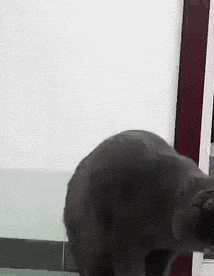 眼熟|搞笑GIF：妹子，你这碗怎么越看越眼熟呢？