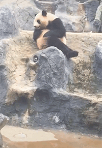 两个|爆笑GIF: 此处不留爷自有留爷处, 这工作大不了我不干了