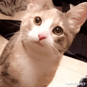 从小|搞笑GIF：从小就有一个摇滚梦