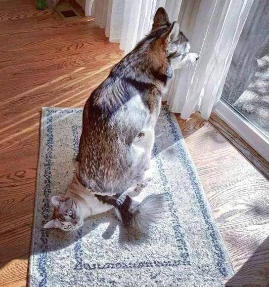 设计方|9张“笑点”满满的图片，这人生，每天都在经历着“尴尬”