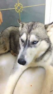 段子|搞笑GIF:在路口等着上WC的女友,过来个漂亮MM