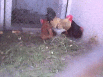 今天|搞笑GIF：今天加油不要钱呀，不要钱！