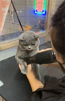 易上|搞笑GIF:吃的苦中苦方为狗上狗