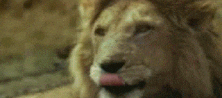 暖壶|搞笑GIF：守株待鹿