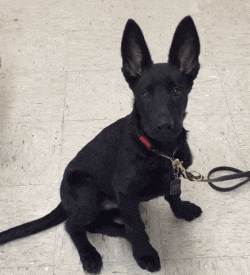 难闻|搞笑GIF：这真是太难闻了，都把我给呛翻了！