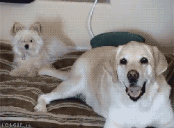 队友|遇上坑爹的狗队友,总是让人毫无防备又哭笑不得!