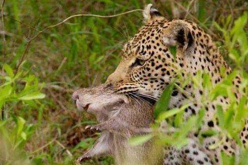 花豹盯上只巨大老鼠简直让人不敢相信