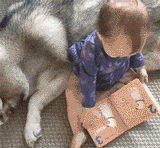 铁柱|搞笑GIF：温顺的二哈