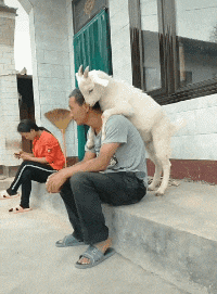 大哥|搞笑GIF趣图:请问,你把车停进去了,然后怎么出来?