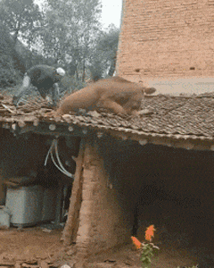 韦恩|搞笑GIF趣图:美女瘦是瘦了点,该有的都有