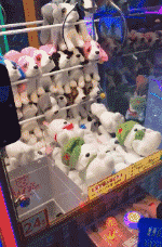 泰迪|美女到底做错了什么？你要这么对待她