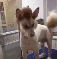 妹子|搞笑GIF图片来袭:我们的内涵你不懂