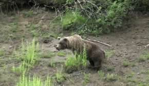 开锁|搞笑GIF: 一条美人鱼正在向你游来~