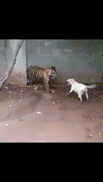 懒人|开心一刻：家里媳妇不喜欢刷碗，真的是懒人创造世界