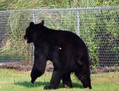 尼玛|大学生掏鸟案还未平息,我竟然在大街上遇见贩卖野生动物器官的…