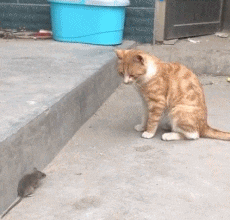 妹子|搞笑GIF趣图:这种做,家里也可以健身