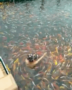 这是|搞笑GIF趣图：这是谁的注意啊？这也太不靠谱了