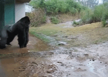 姑娘|搞笑GIF: 下雨了,赶紧回家收衣服了