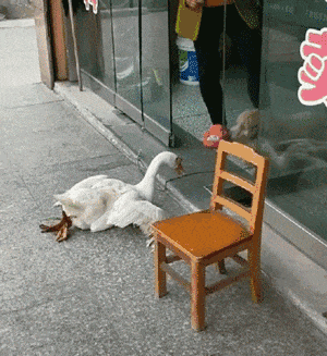 妹子|搞笑gif: 妹子你考虑一下要不要进我们校队啊！