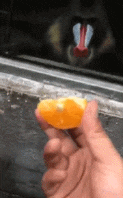 媳妇|搞笑GIF趣图：妹子，你干嘛，当着面也敢抢人家男朋友，你不知道对面姑娘很强悍吗