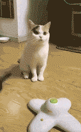 小明|搞笑GIF动图:主人,你的手机防水功能挺好的啊