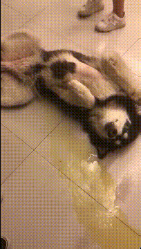 小孩子|搞笑GIF趣图:姑娘，柱子就这样断了，跳舞就不能换个地方吗？