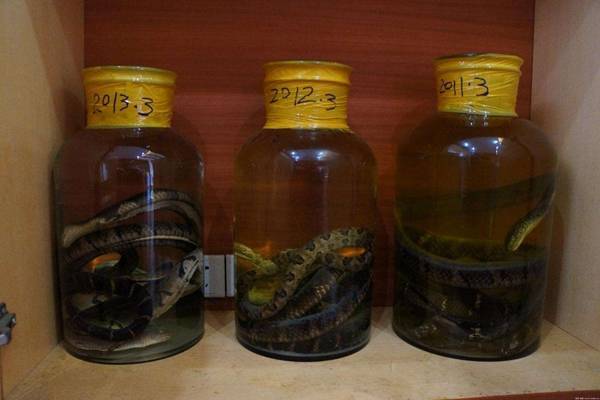 蛇酒泡了10年蛇还活着 泡了3个月酒都喝完蛇还活着 看看头条 中华网