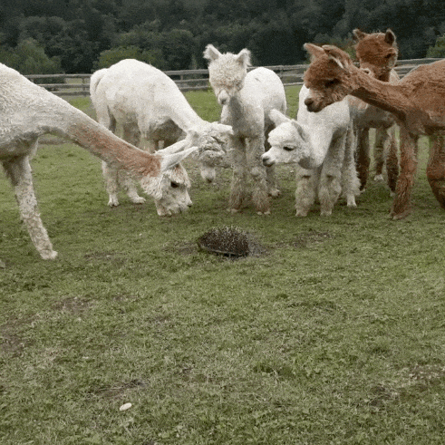 东西|搞笑GIF:这东西很厉害的,你们还是不要招惹他了!