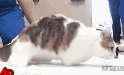 直言|女主人,把你玩具收好行不行啊啊啊