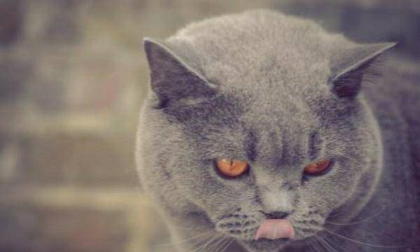 丈母娘|幽默笑话:丈母娘对我老婆喊道:闺女,你老婆说你坏话!