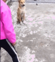 跟斗|搞笑GIF:这教学我给100分,不过成本有点高!