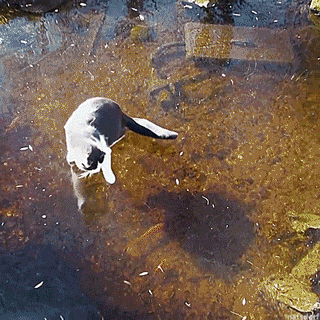 分分钟|搞笑GIF:跳伞分分钟拍成大片了