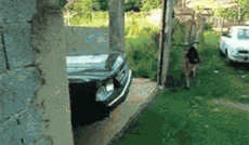 兄弟|搞笑GIF:大鹅:你一来我的兄弟姐妹就又少了一个,兄弟们盘他