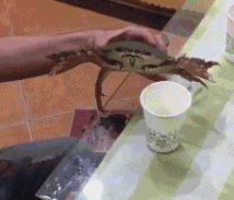 厉害|搞笑GIF:主人遛大狗,大狗遛小狗