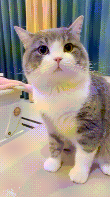 吃货|搞笑GIF: 家有吃货女友, 只要有吃的就OK