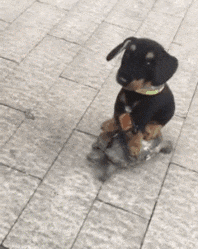 金牙|搞笑GIF:这绝对是表白失败了,不过这个女生的脾气有点大