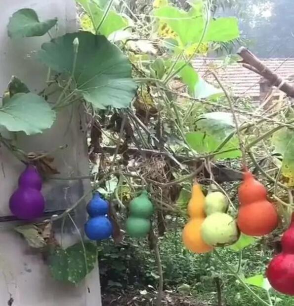 巧妙|哥们伪装的不错啊很巧妙，可是眼睛还是出卖了你