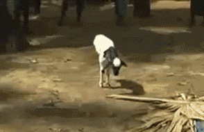 嫁妆|新娘你是哪里人啊,这一套嫁妆我真是服了